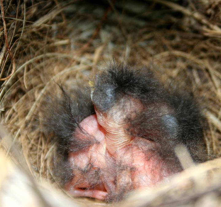 frieda 098.jpg - Twee saam